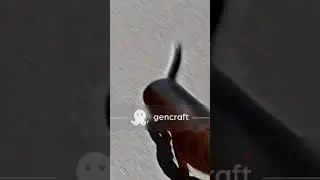 dachshund