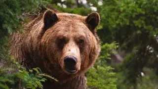 Босс медведь в дог симе