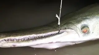 How To Catch Alligator Gar (The Catching Dinosaurs Way)