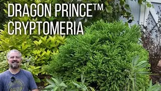 Dragon Prince™ Cryptomeria
