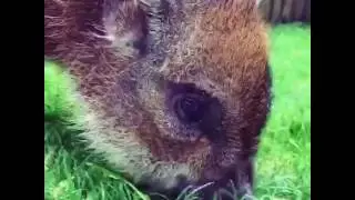 Micropiggy eating