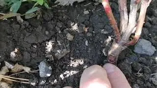 Третий этап рождения розы - окучивание на зиму.