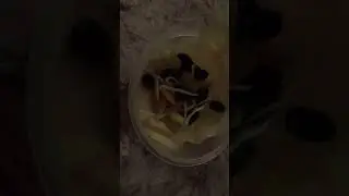 Семена арбуза и  дыни прорастут за 12 часов!