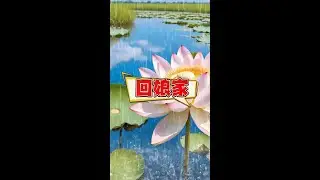 怀了个旧 回娘家