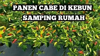panen cabe di kebun