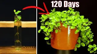Growing peperomia from cuttings - 120 days time lapse 