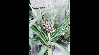Home Depot Plant Shopping- Pineapple Plant, Pothos, Succulents, Tropical Houseplants, Caladiums