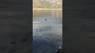 Ölüdenizde sokarca avı