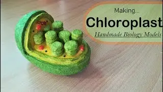 How to make a Chloroplast model | Holiday Homework