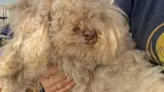 Foster and adopt your pets do not buy from the backyard breeders #foster toadopt#adoption #pets