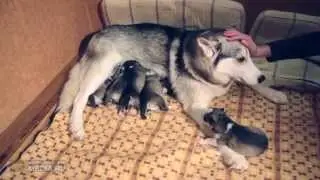 История про щенят хаски. Кормление, воспитание, игры.