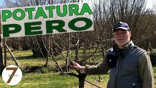 Potatura del Pero come effettuarla e quando