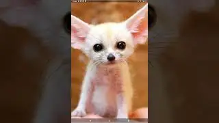 МИНИ лиса с БОЛЬШИМИ ушами . Фенек