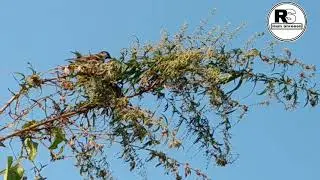 Mobile Videography | Sparrow Birds | By Ram Shreesh