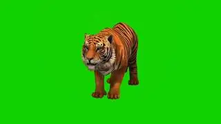 green screen video jismein Sher ko dikhaya gaya hai