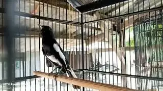 KACER FIGHTER TARUNG EMOSI TINGGI TEMBAKAN SADISSS || PANCINGAN KACER SUPAYA CEPAT KONSLET BUKA EKOR