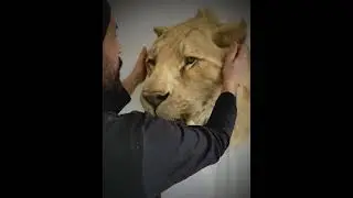 Smilodon, Saber toothed tiger reproduction