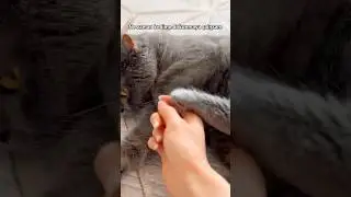 #shortvideo #shorts #cat #catlife #youtubeshorts