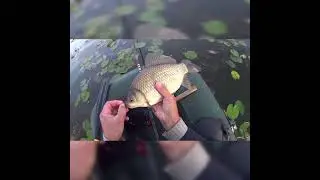 КАРАСИ КРАСАВЦЫ