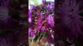 Цветки розовых Васильков