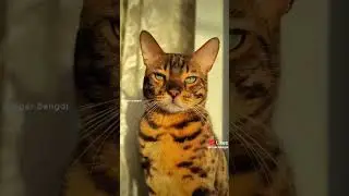 #cat