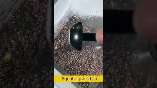 plants aquatic grass fish tank small # 1