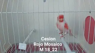 Cesion Rojo Mosaico M 18_22