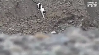 Кошка вытащила щенка из ямы!
