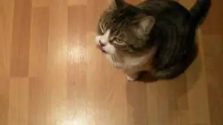 Kitty Tokio Hotel Fan x)