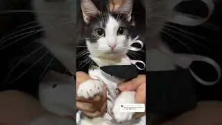 Vieron el guiño? #viral #gatos #michi #shortvideos #cat #michis #shorts #parati #cats #pets