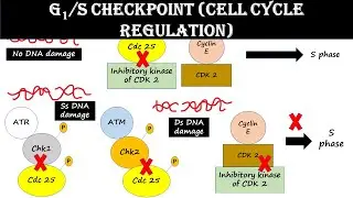 G1/S Checkpoint | Cell cycle regulation