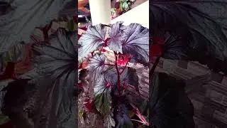 #botanicalbeauty #gardenbeauty #flowergarden #plantcare #garden #gardenglory #beautifulplants