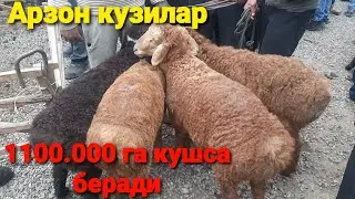 Эчки ва Кузи куйлар бозори Баликчи куришни маслахат бераман
