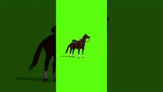 Horse green screen 