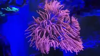 Морской аквариум у друга
