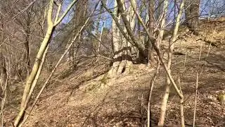 Foxterier Zikmund Laro Slovakia - Foxterier zdolání příkrého svahu.