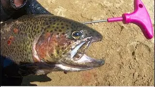 [IKEJIME] The Most Humane Way of Killing a Fish. Ikejime (Ike Jime) on Rainbow Trouts!