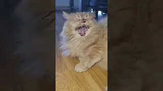 Katze gähnt lustig 🤣
