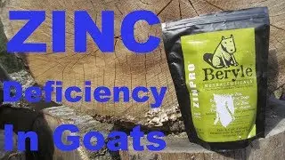 Zinc Deficiency in Goats