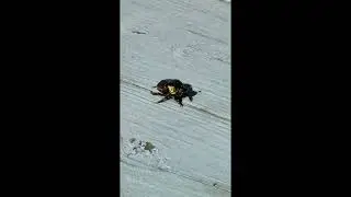 Dung beetle strolls on deck