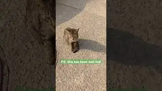 The most talkative street kitten #shorts #animals