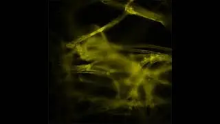 Single-photon z-stack of labelled commercial tissue paper