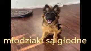 Damianek - Szczeniaki