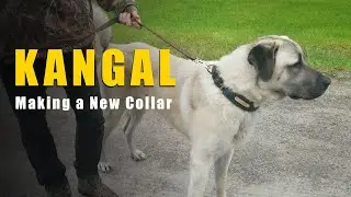 18 Month Old Kangal Gets Collar Upgrade | Turkish Kangal Dog | Ash The Kangal