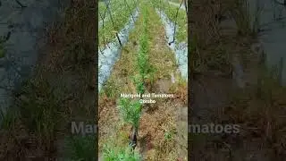 Tomato and Marigold Combination Farming