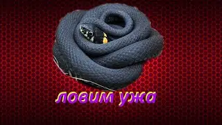 🐍Охота на ужа🐍 /как поймать ужа, особенности
