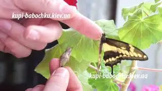 Бабочка papilio thoas и ее куколка
