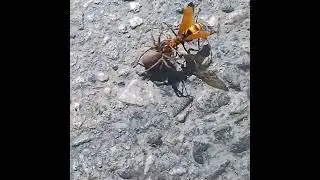 шершень тянет паука