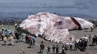 Top 8 BIGGEST Sea Monsters Ever!
