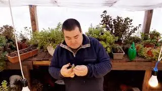Калибрахоа: черенкование,перевалка в горшок.